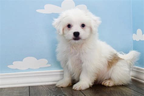 Happy tail puppies - Why Happytail Puppies? Our Process; Available Puppies; Breeds. Back. Explore Our Breeds. Learn more about the history, temperment, and life of your future fur baby. Back; Back; Miniature Aussiedoodle Miniature Bernedoodle Bichon Frise ...